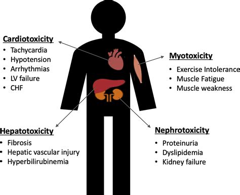 Exercise Stimulates Beneficial Adaptations To Diminish Doxorubicin