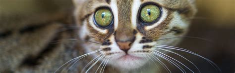 Rusty-Spotted Cat | FaunaFocus