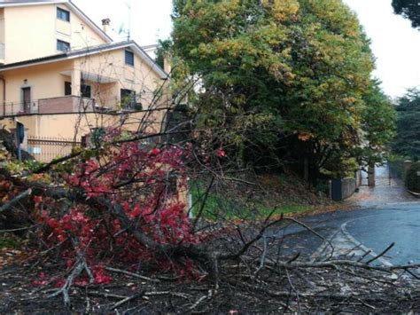 Monte Compatri Maltempo Alberi Caduti E Strade Interrotte Diversi