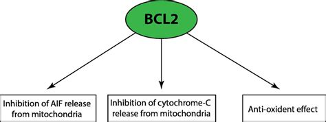 role  bcl  cellular process  scientific diagram