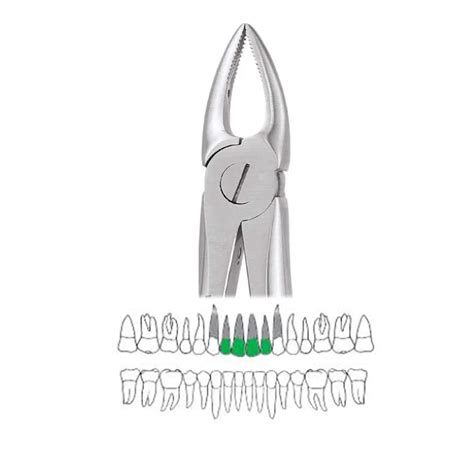 GDC Extraction Forceps Upper Roots Narrow 29n Standard Fx29ns