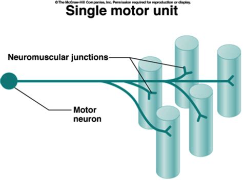 Lecture Movement Control Motor Units Emg Flashcards Quizlet