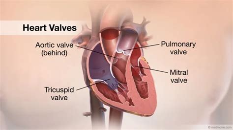 Heart Valve Anatomy