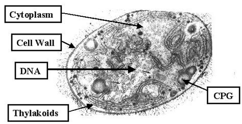 Anabaena Cell Labeled