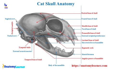 Cat Skull Anatomy with Labeled Diagram » AnatomyLearner >> The Place to ...