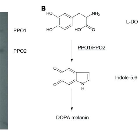 Polyphenol Oxidase Activity Assay Of PPO Mutants And Complementary