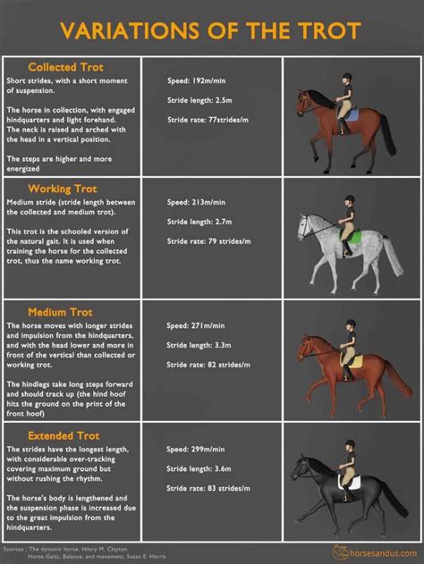 The 4 Basic Horse Gaits Explained Diagrams And Animations