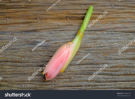 Bunga Kantan Torch Ginger Flower Etlingera Stock Photo 661665178