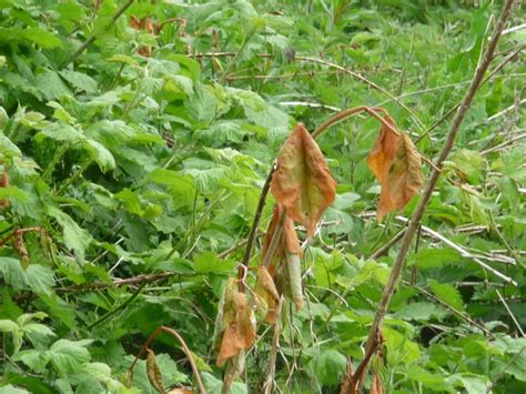 Japanese Knotweed Control Nottinghamshire County Council