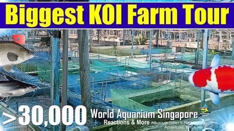 Biggest Koi Fish Farm Private Tour And Best Japan Kohaku Koi Fishes Tour