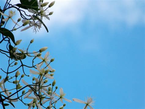 Free Images Landscape Tree Nature Outdoor Branch Blossom Light