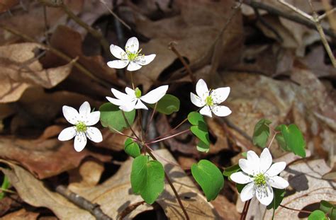 Spring into Nature – Oakland County Blog