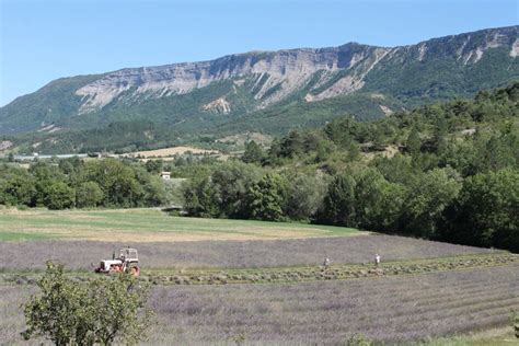 Visite Lavande La Lavanderaie Des Hautes Baronnies Site Officiel Du