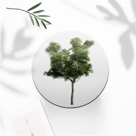 Real Narrow Leaved Ash Cliparts, Realistic Tree Photoshop Overlay Png