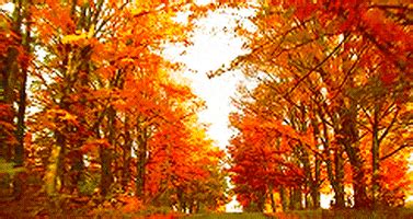 Autumn GIFs - Get the best GIF on GIPHY