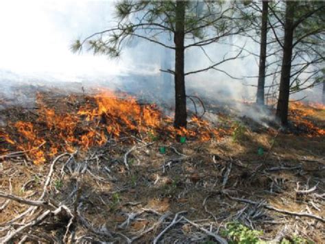 Figure 1 From Behaviour And Effects Of Prescribed Fire In Masticated