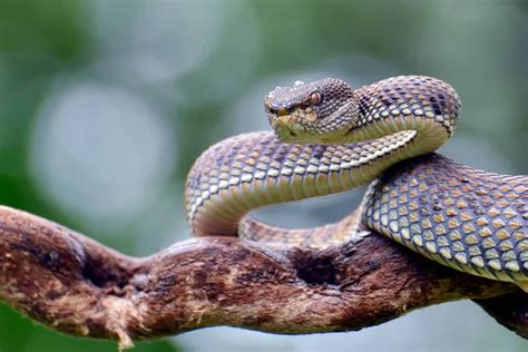 Mangrove pit viper Stock Photos, Royalty Free Mangrove pit viper Images | Depositphotos