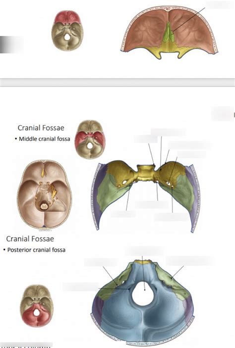 Cranial Fossa Diagram Quizlet