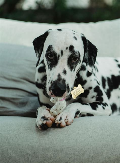 Dog Pulling His Toy · Free Stock Photo