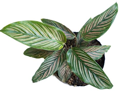 Calathea Ornata Guide How To Grow And Care For The Pinstripe Plant