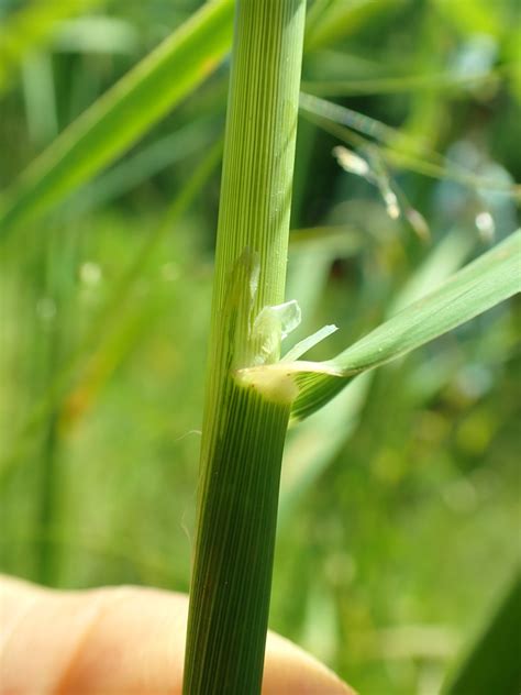 Reed Canary Grass Ckiss Central Kootenay Invasive Species Society