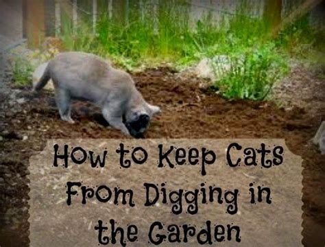 Greneaux Gardens Easy Way To Keep Cats From Digging Up Your Plants Easy Garden Diy Garden