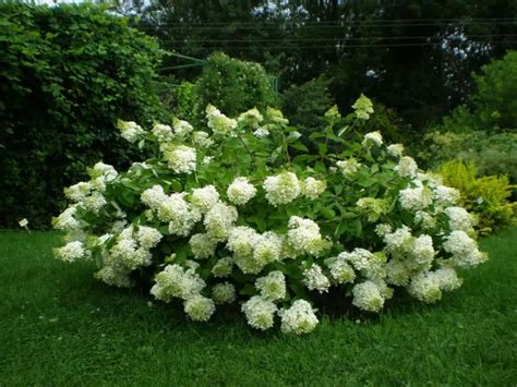 5 Arbusti De Gradina Cu Flori Peisaje Naturale Pefecte