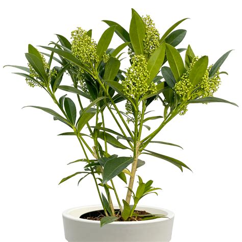 Skimmia Kew Green Muddy Trowel