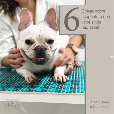 Acupuntura para Pets nos Jardins Vet Therapy Especialidades Veterinárias