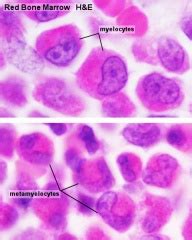 SH Practical Lymphatic Structure And Organs Embryology