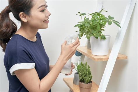 Cómo Colgar Plantas En La Pared Sin Hacer Agujeros ️