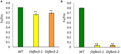 Yeast Two Hybrid Assay To Test The Strength Of The Interaction Of