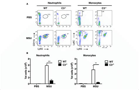 C Regulates Recruitment Of Neutrophils And Monocytes In Vivo Upon