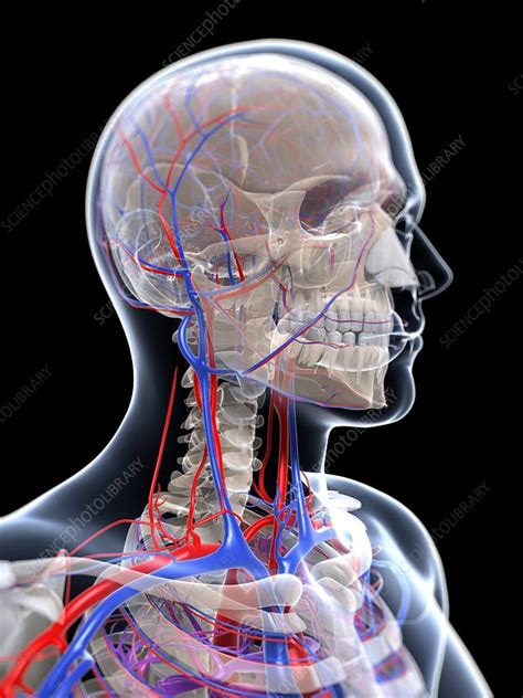 Male Vascular System Artwork Stock Image F Science Photo