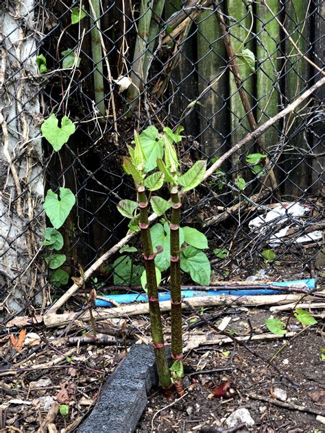 How To Identify Japanese Knotweed: Identification Guide