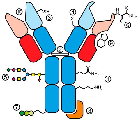 Antibodies Free Full Text Antibody Conjugates From Heterogeneous