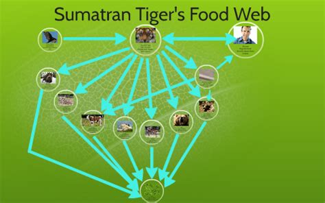 Food Web Sumatran Tiger by Parmeet Gahunia on Prezi