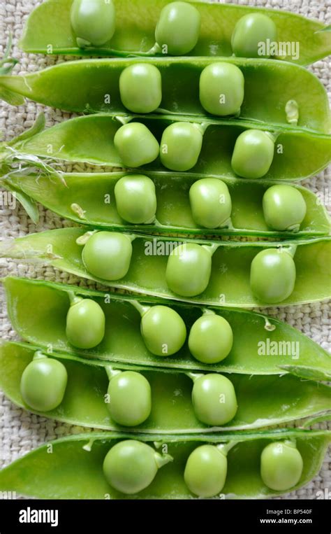 Open Pea Hi Res Stock Photography And Images Alamy