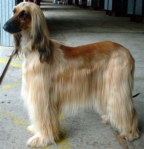 Afghan Hound - All Big Dog Breeds