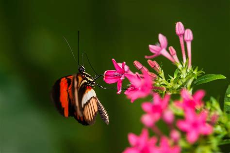 Doris Falter Heliconius Laparus Doris Foto And Bild Tiere Zoo