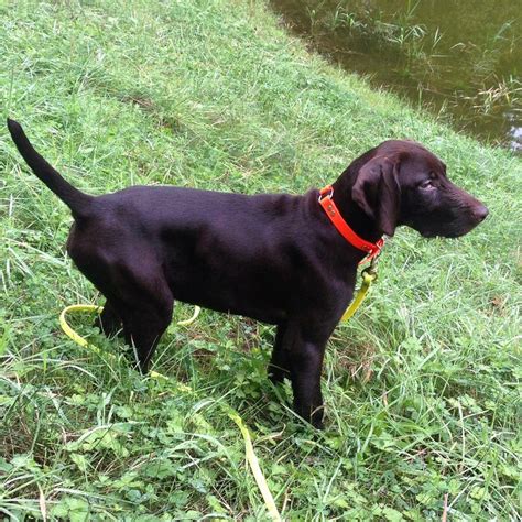 Pudelpointer pointing as a puppy | Photo galleries, Photo, Gallery