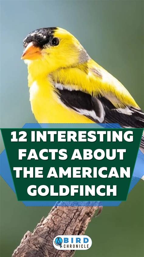 12 Interesting Facts About The American Goldfinch