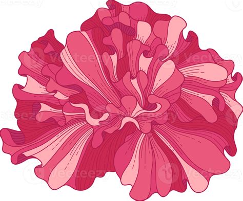 Hand Drawn Pink Hibiscus Tropical Flower 10172768 Png