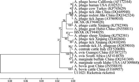 Phylogenetic analysis of A. phagocytophilum (A. phago) based on 16S ...