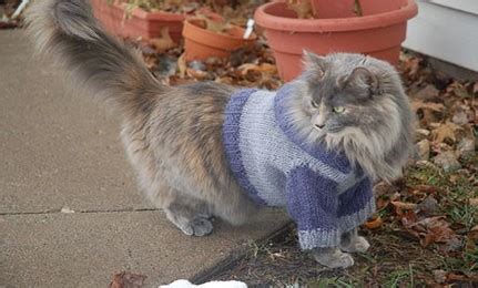 Cat Sweater Knitting Pattern | A Knitting Blog