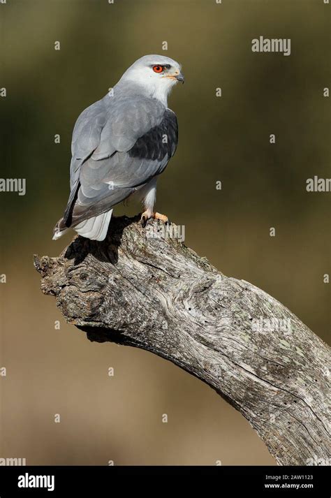 Black Winged Kite Elanus Caeruleus Spain Stock Photo Alamy