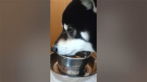 ちぴちぴちゃぱちゃぱ、してます。 柴犬 黒柴 Shibainu Shortsfeed いやし 水の音 Dubidubidu