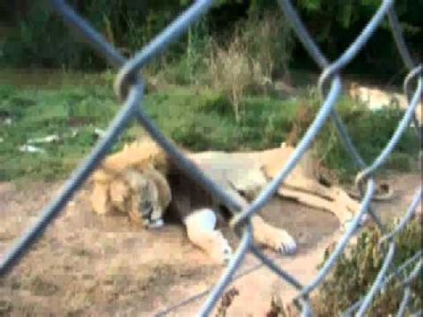 Campaign Against Canned Hunting - YouTube