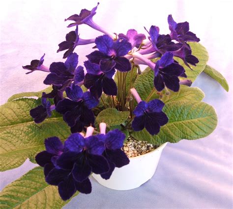 Streptocarpus Violet Barn African Violets African Violets Plants