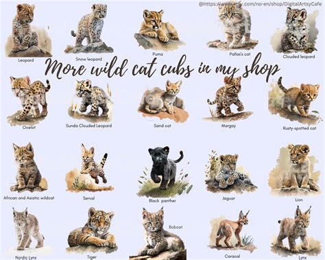 PNG Clipart Bundle, 15 Pallas's Cat Cubs - Etsy